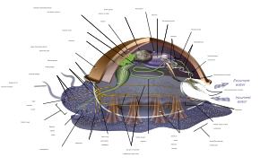 Archivo:Archimollusc-en