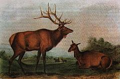 Archivo:Audubon-eastern-elk