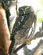 Archivo:Austral Pygmy-owl (Glaucidium nanum)