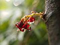 Averrhoa bilimbi flower