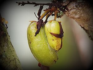 Archivo:Averrhoa bilimbi fruit