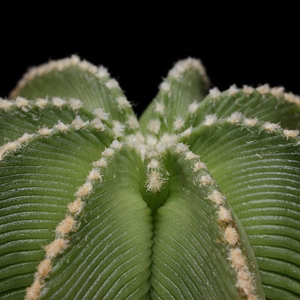 Aztekium hintonii-IMG 3572