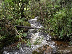 Bosque Andino Iguaque.JPG