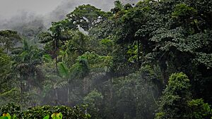 Bosque húmedo - Parque Nacional Carrasco.jpg