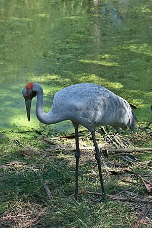 Archivo:Brolga-3-Healesville,-Vic,-3.1.2008