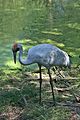 Brolga-3-Healesville,-Vic,-3.1.2008