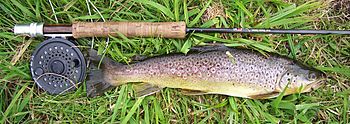 Archivo:Browntrout