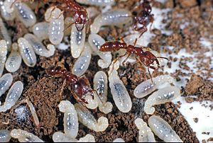 Archivo:CSIRO ScienceImage 1651 Ant species Onychomyrmex with larvae