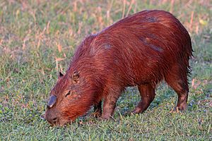 Archivo:Capybara (Hydrochoerus hydrochaeris) alpha male