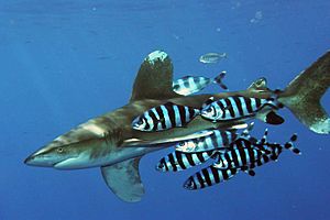 Archivo:Carcharhinus longimanus 1