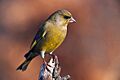 Carduelis chloris 3 (Marek Szczepanek)