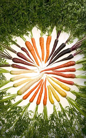 Archivo:Carrots of many colors