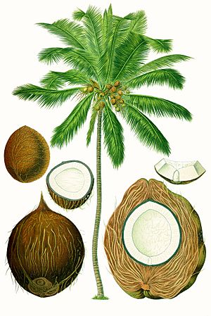 Archivo:Cocos nucifera - Köhler–s Medizinal-Pflanzen-187