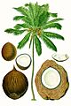 Cocos nucifera - Köhler–s Medizinal-Pflanzen-187