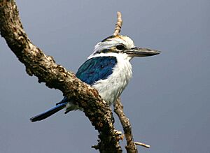 Archivo:Collared kingfisher american samoa