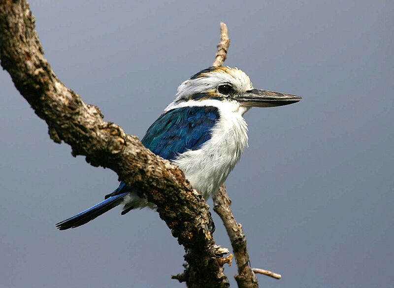 Collared kingfisher american samoa