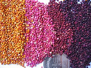 Archivo:Colored quinoa Genebank INIA Juliaca