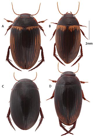 Copelatus para Niños