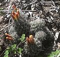 Coryphantha jalpanensis