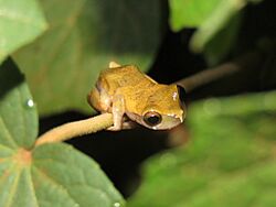 Dendropsophus pauiniensis 12281073.jpg