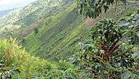 Archivo:El Águila (5), Valle, Colombia