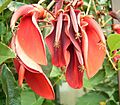 Erythrina crista-galli 09 ies