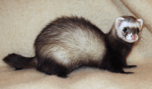 Archivo:Ferret 2008
