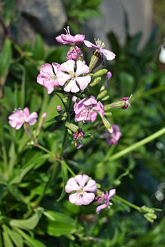 Flors d'esclafidora d'Ifac, Silene hifacensis, al jardí botànic de València.JPG