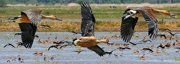 Archivo:Fulvous Whistling Duck from The Crossley ID Guide Eastern Birds crop