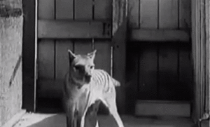 Archivo:GIF of "Thylacine footage compilation"
