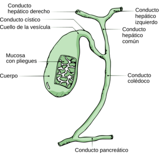 GallbladderAnatomy-es.svg