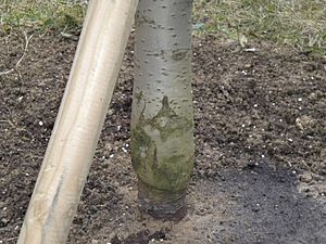 Archivo:Grafting of Plum (cultivar Regina Claudia yellow)