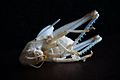 Grasshopper moult 2015-08-04
