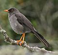 GreatThrush