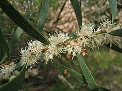 Hakea dactyloides 3.jpg