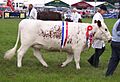 Irish moiled