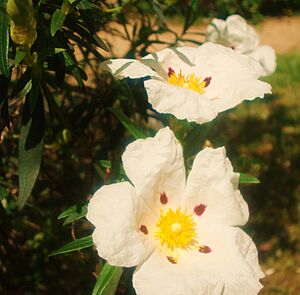 Archivo:La jara en flor