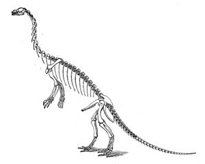 Archivo:Large marsh anchisaurus