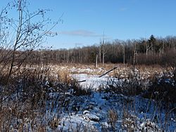 Lawrence Rusk County Wisc swamp in winter.jpg