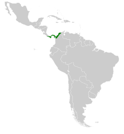 Range of L. coeruleogularis