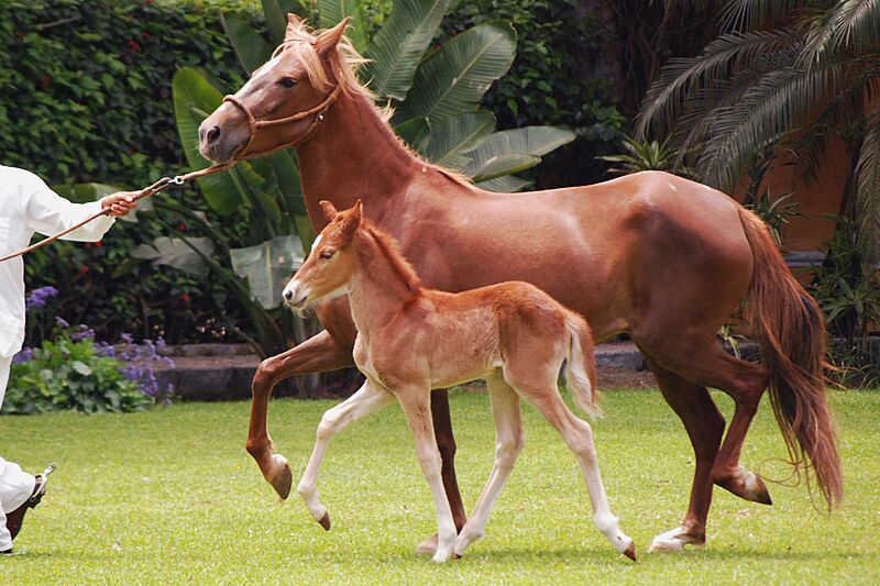 Lima Peruvian Paso 0083