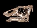 Maiasaura baby MOR1