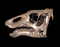 Archivo:Maiasaura baby MOR1