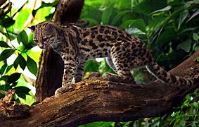 Margaykat Leopardus wiedii