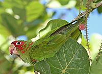 Archivo:Mitred Parakeet Florida