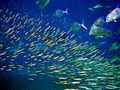 Moofushi Kandu fish