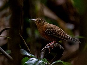 Myrmelastes rufifacies Rufous-faced Antbird (female); Porto Velho, Rondônia, Brazil.jpg