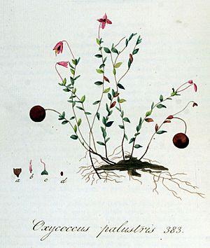 Archivo:Oxycoccus palustris — Flora Batava — Volume v5