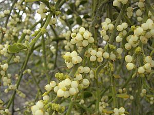 Archivo:Phoradendron villosum