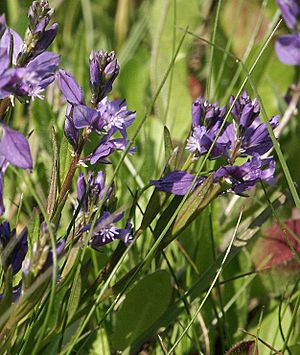 Archivo:Polygala vulgaris 290504